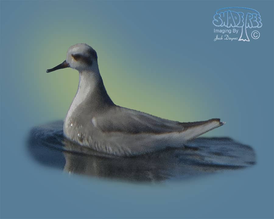 Red Phalarope - Phalaropus fulicarius