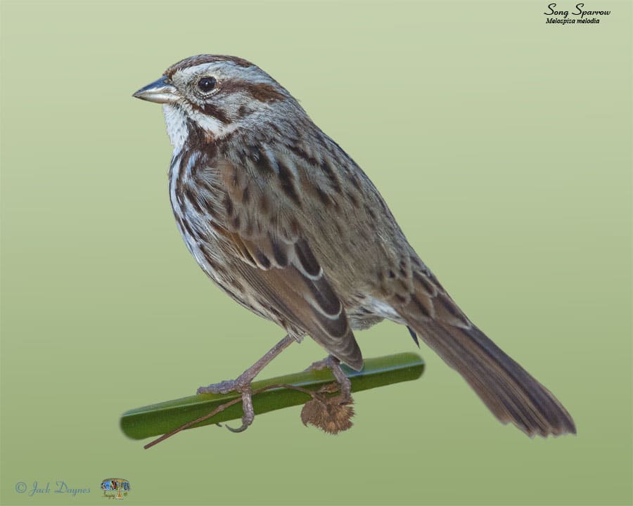 Song Sparrow - Melospiza melodia