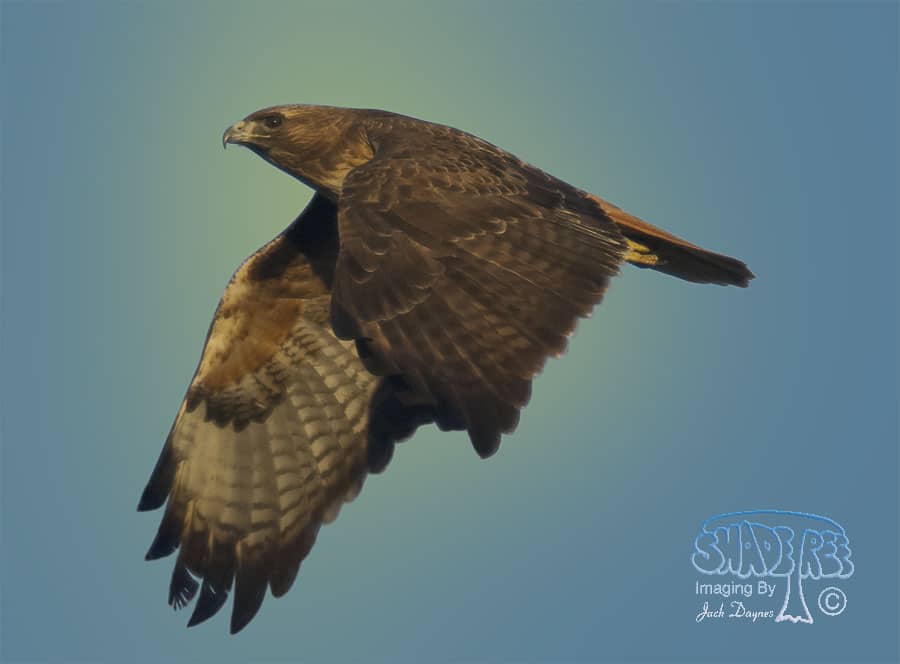 Red-Tailed Hawk - Buteo jamaicensis