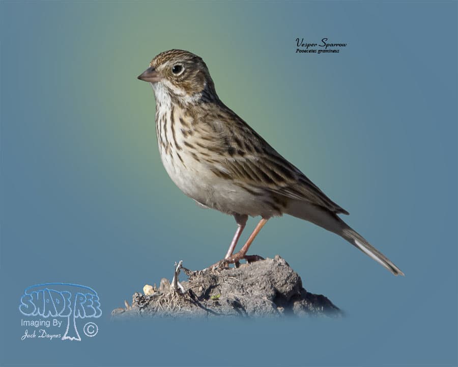 Vesper Sparrow - Pooecetes gramineus