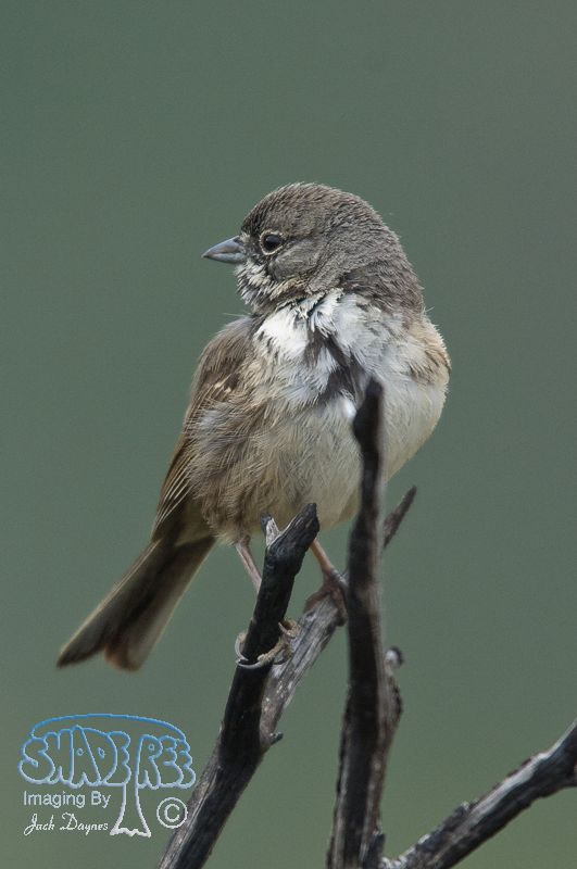 Bell's Sparrow - Artemisiospiza belli