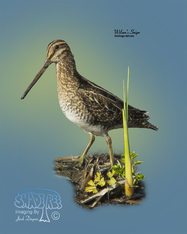 Wilson's Snipe - Gallinago delicata