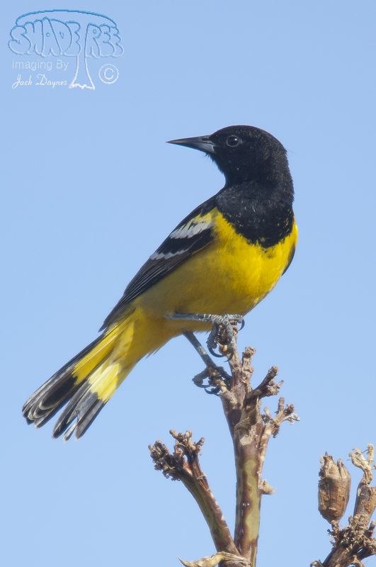 Scott's Oriole - Icterus parisorum
