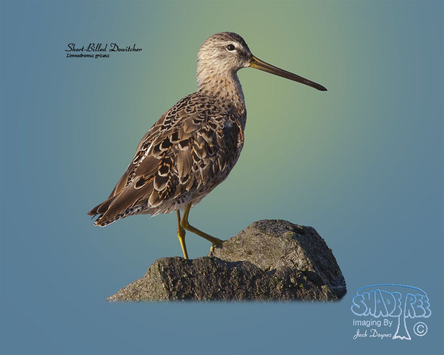 Short-Billed Dowitcher - Limnodromus griseus