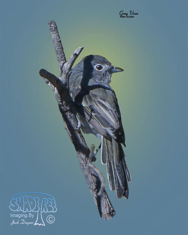 Gray Vireo - Vireo vicinior