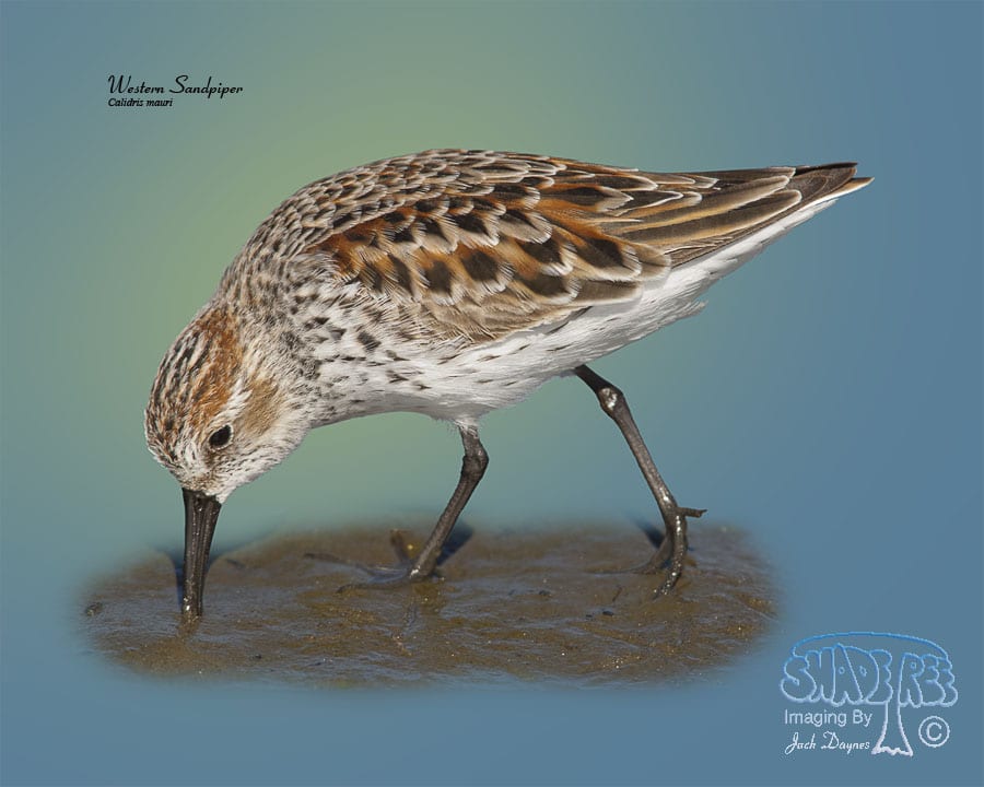 Western Sandpiper - Calidris mauri