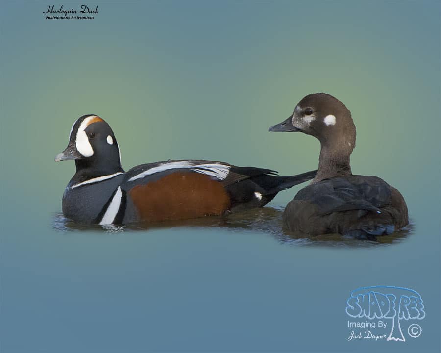 Harlequin Duck - Histrionicus histrionicus