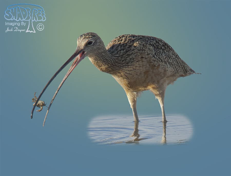 Long-Billed Curlew - Numenius americanus