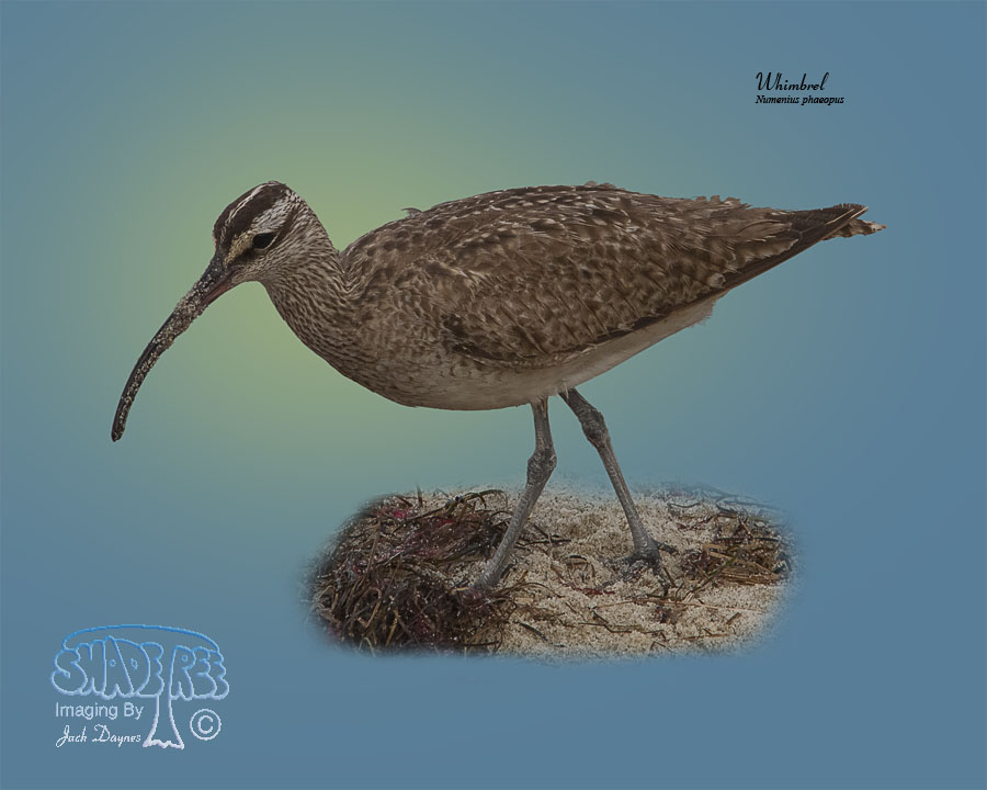 Whimbrel - Numenius phaeopus