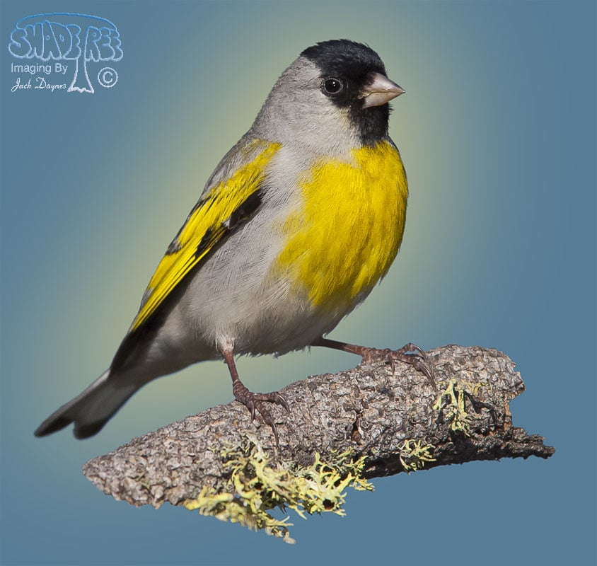 Lawrence's Goldfinch - Carduelis lawrencei