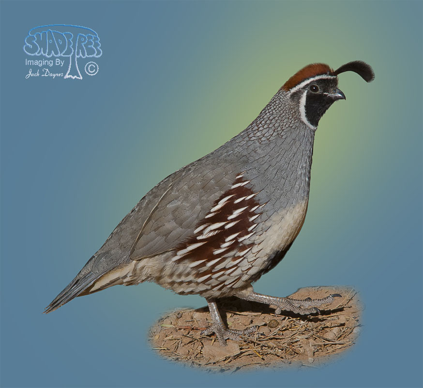 Gambel's Quail - Callipepla gambelii