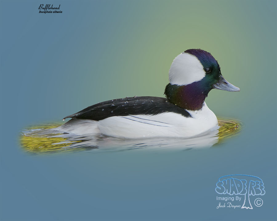 Bufflehead - Bucephala albeola