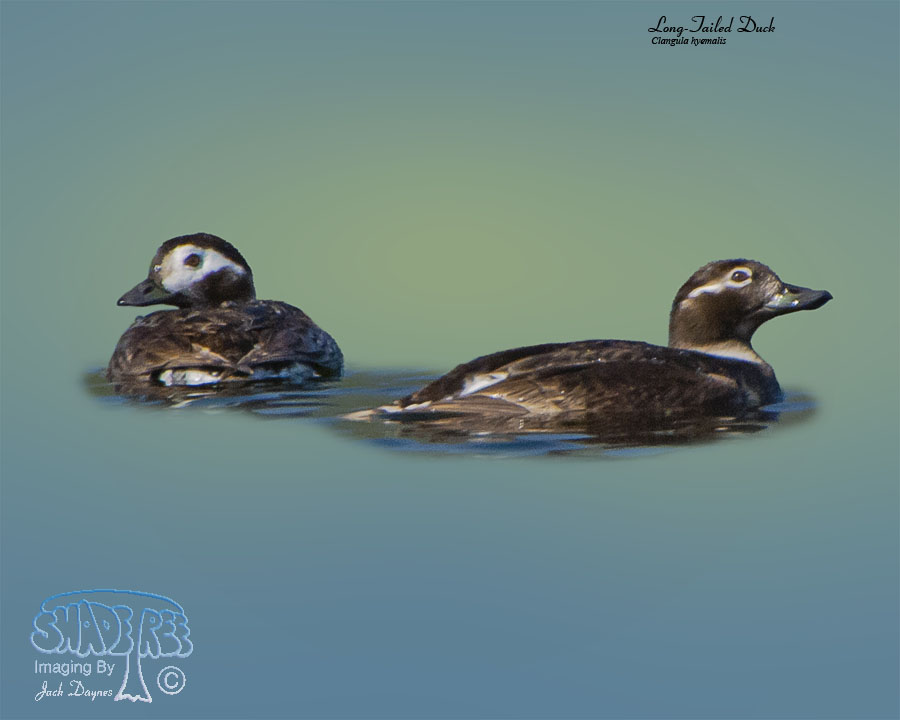 Long-Tailed Duck - Clangula hyemalis