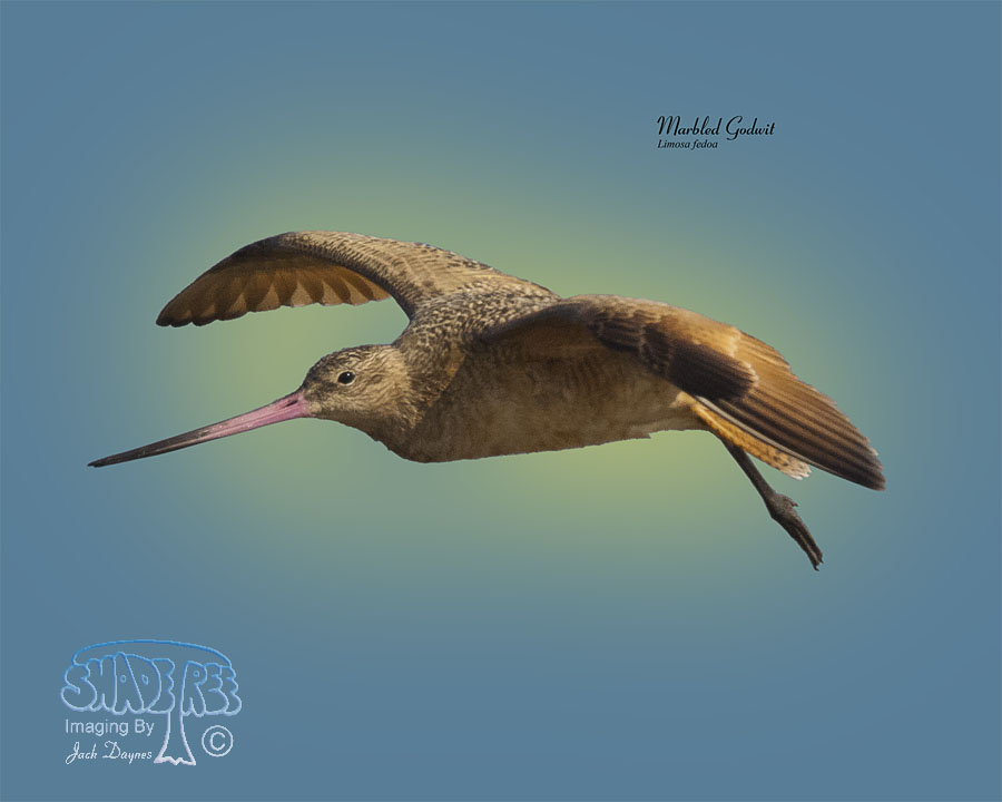 Marbled Godwit - Limosa fedoa
