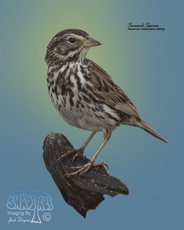 Savannah Sparrow - Passerculus sandwichensis