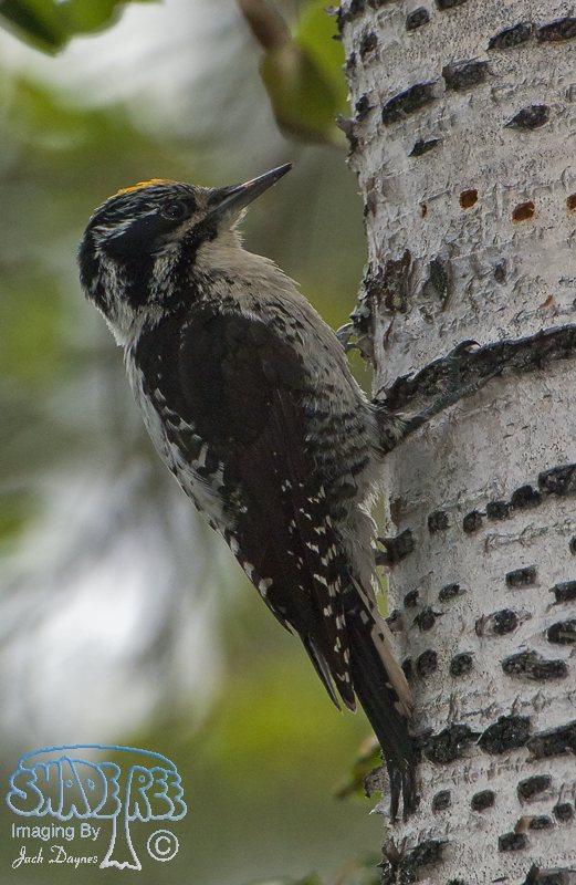 American Three-Toed Woodpecker - Picoides dorsalis