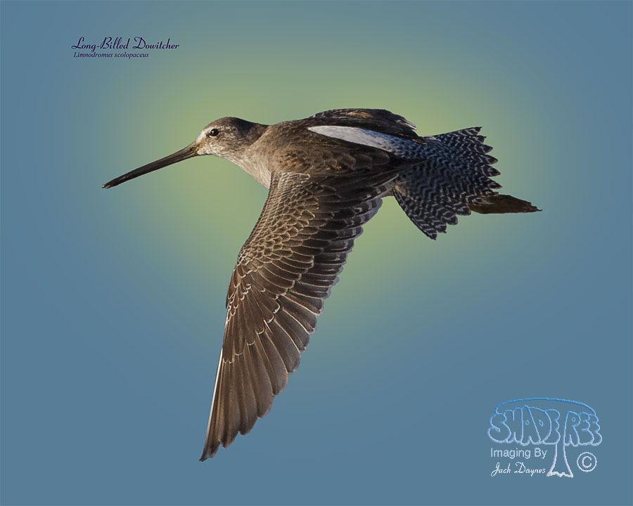 Long-Billed Dowitcher - Limnodromus scolopaceus