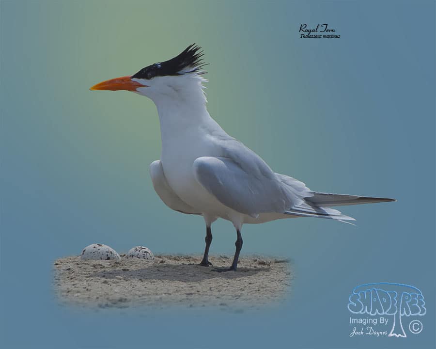Royal Tern - Thalasseus maximus