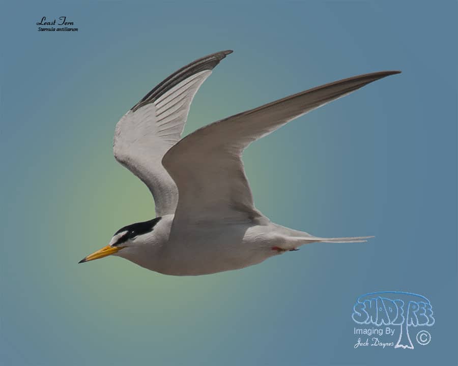 Least Tern - Sternula antillarum