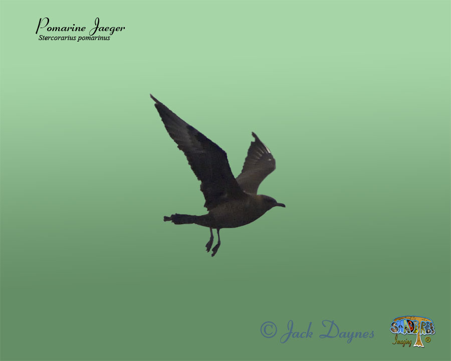 Pomarine Jaeger - Stercorarius pomarinus