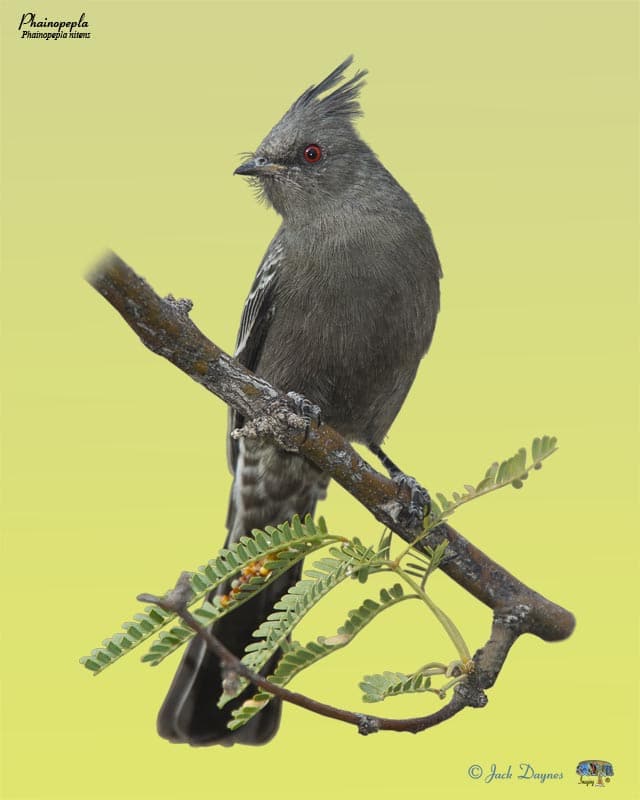 Phainopepla - Phainopepla nitens