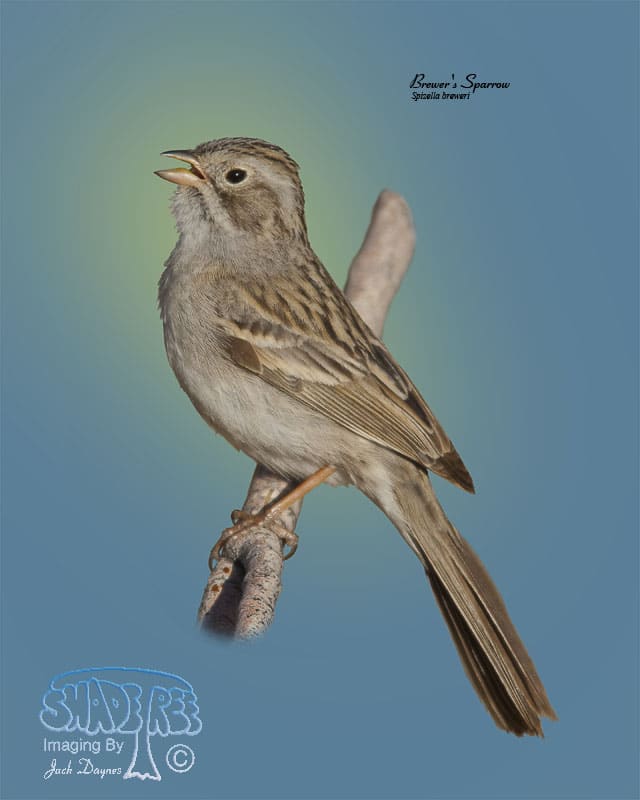 Brewer's Sparrow - Spizella breweri