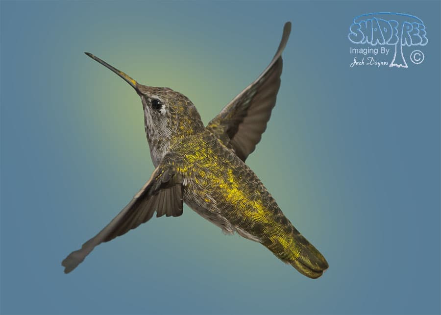 Anna's Hummingbird - Calypte anna