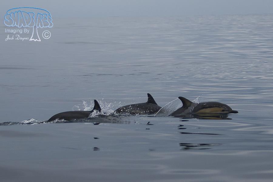 Common Dolphin - Delphinus delphis