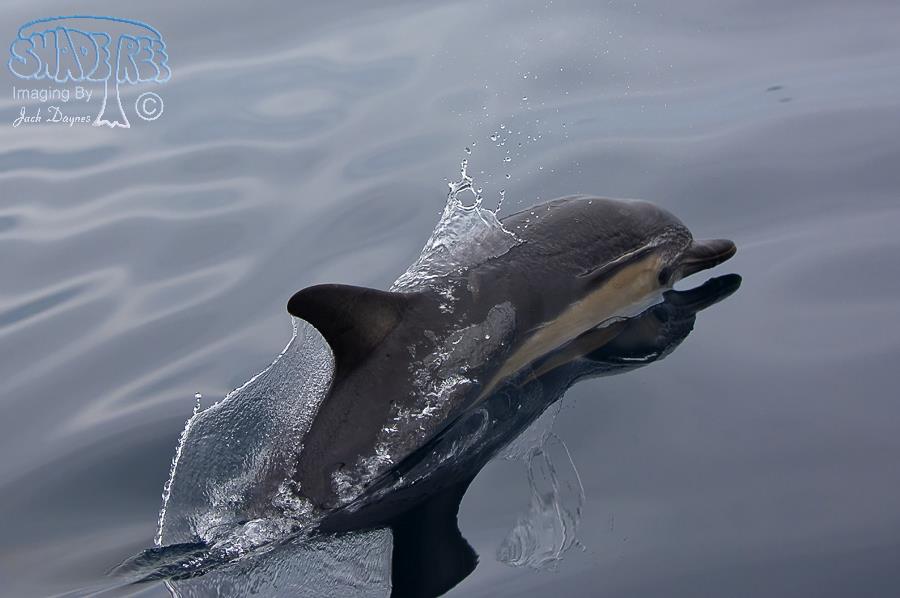 Common Dolphin - Delphinus delphis
