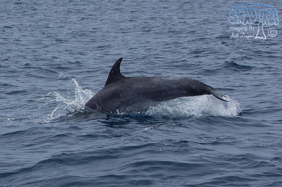 Common Bottlenose Dolphin - Tursiops truncatus