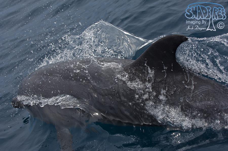 Common Bottlenose Dolphin - Tursiops truncatus