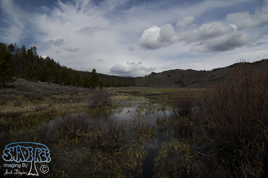 White Pine Marsh - Scenery