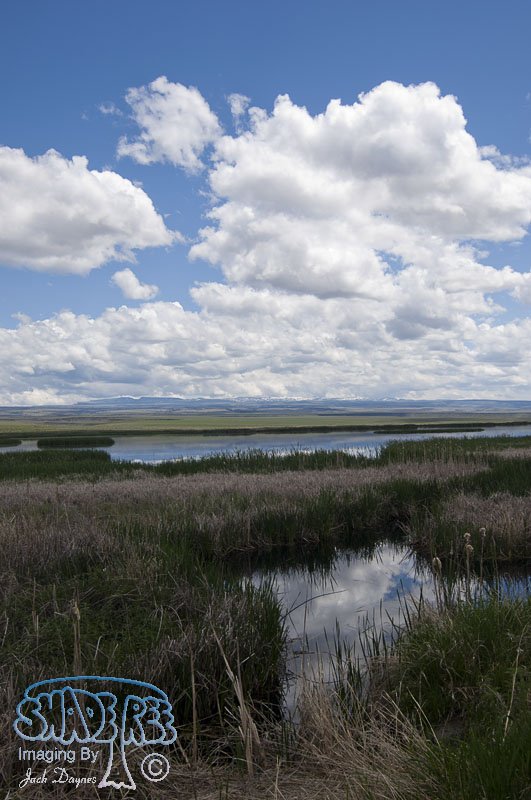 Marshlands - Scenery