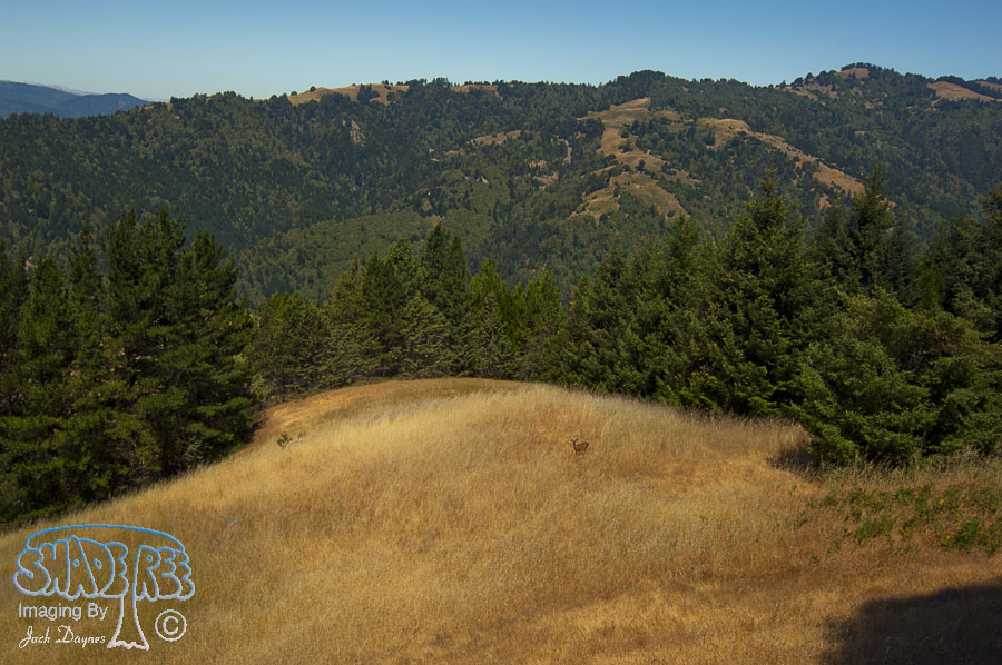 Scenery - Mattole Road