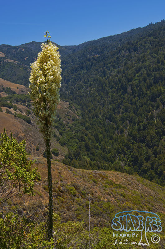 Scenery - Nacimiento-Fergusson Road
