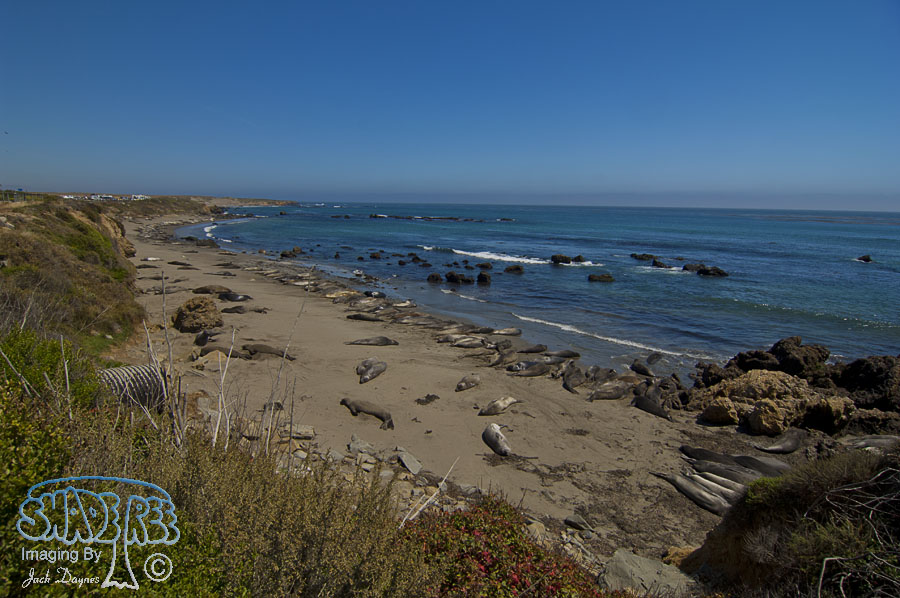 Northern Elephant Seal - Mirounga angustirostris