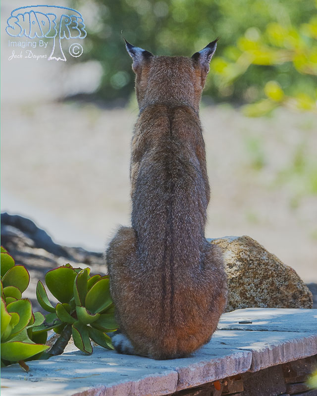 Bobcat - Lynx Rufus