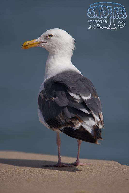 Western Gull - Larus occidentalis