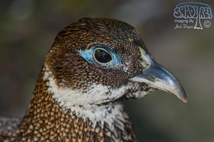 Himalayan Monal - Lophophorus impejanus
