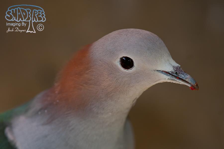 Green Imperial Pigeon - Ducula aenea