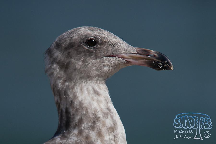 Western Gull - Larus occidentalis