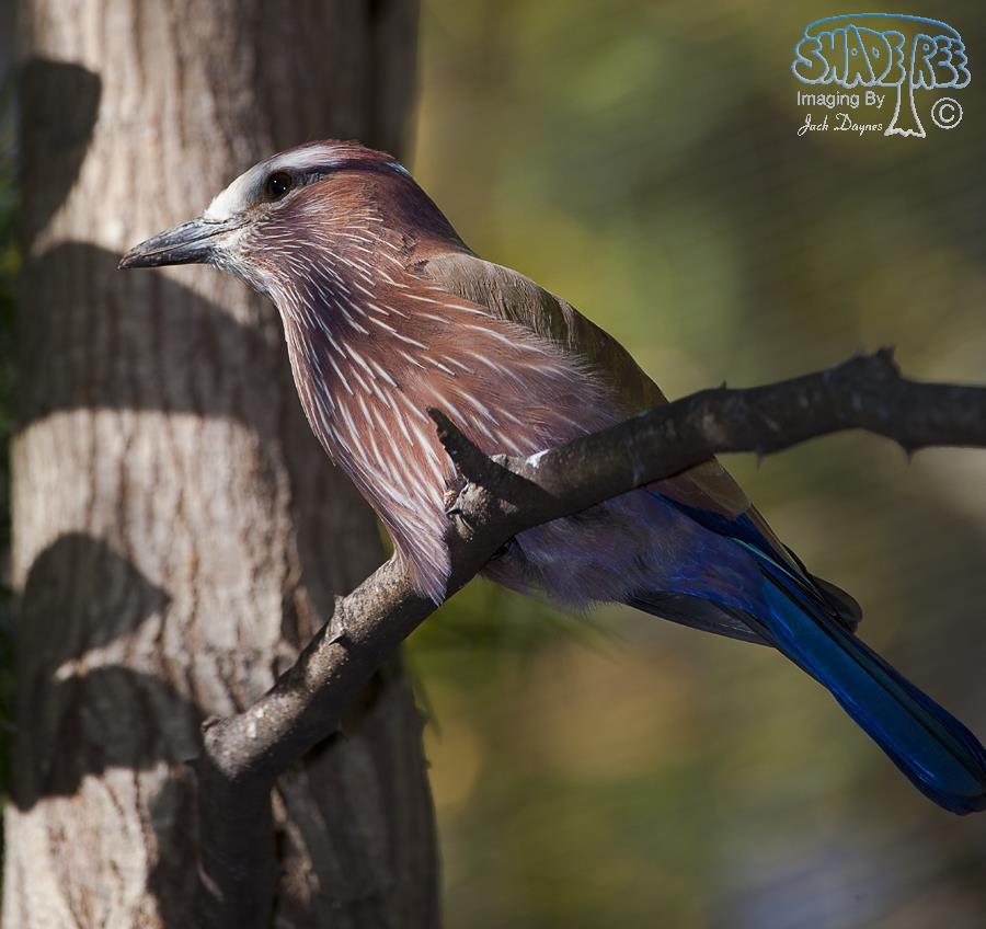 Lilac-Breasted Roller - Coracias caudatus