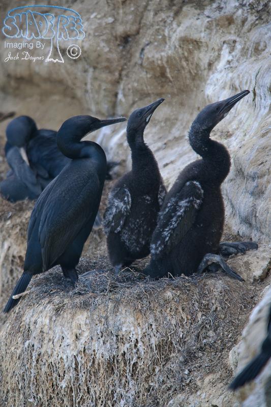 Brandt's Cormorant - Phalacrocorax penicillatus