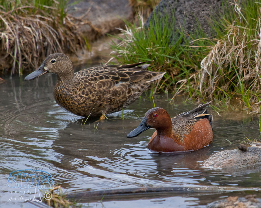 Cinnamon Teal - Spatula cyanoptera