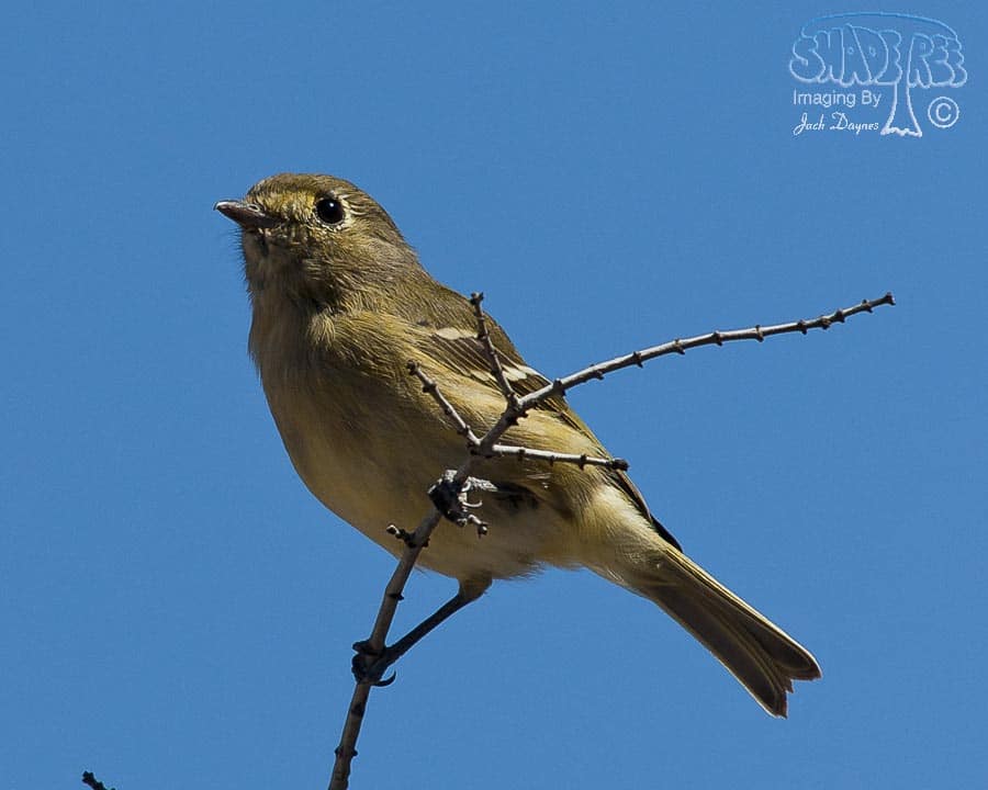 Hutton's Vireo - Vireo huttoni