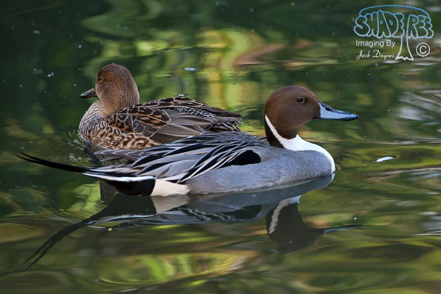 Northern Pintail - Anas acuta