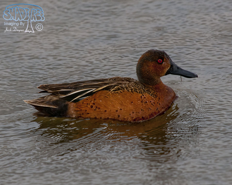 Cinnamon Teal - Spatula cyanoptera
