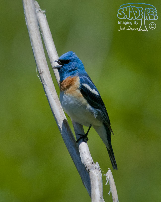 Lazuli Bunting - Passerina amoena