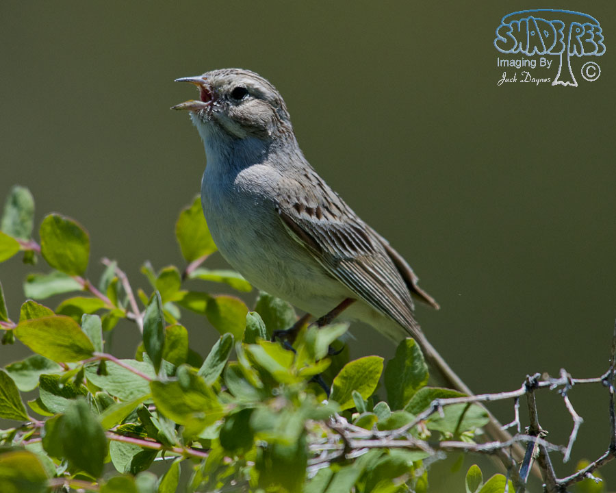 Brewer's Sparrow - Spizella breweri