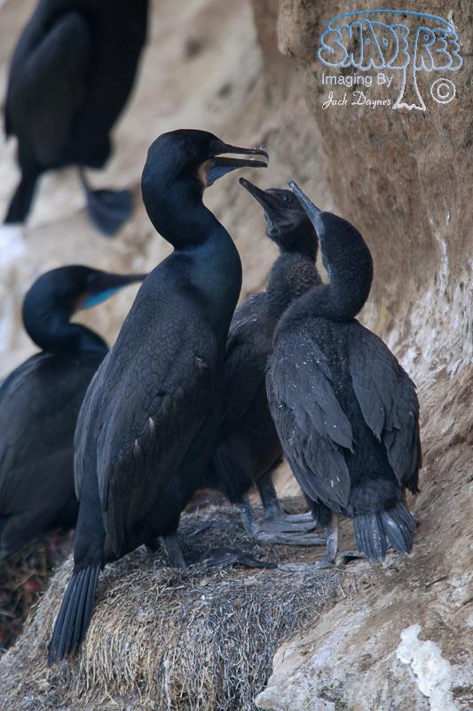 Brandt's Cormorant - Urile penicillatus